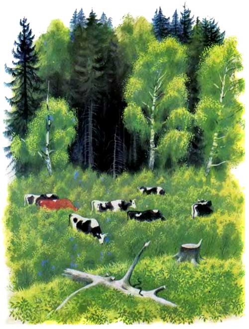 коровы пасутся у леса