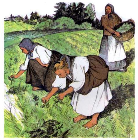 женщины собирают на поле