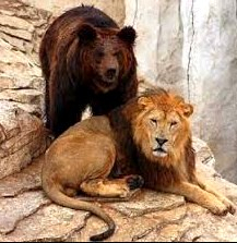 Лев и медведь, Басня