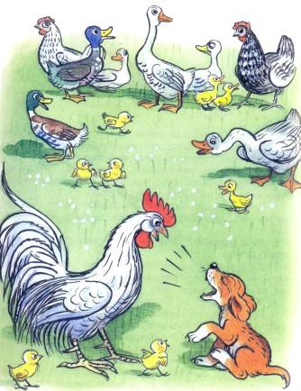 щенок на скотном дворе петух цыплята курицы гуси утки