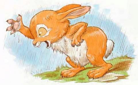 Кролик под дождем