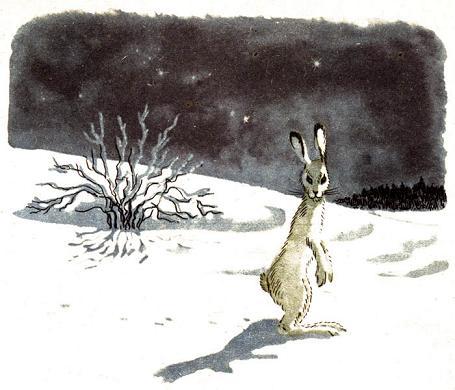 белый заяц на снегу