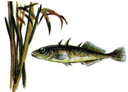 рыбка-колюшка, по прозвищу Остропёр