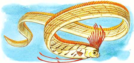 Страшные сказки о морских змеях порождены, вероятно, встречами с сельдяным королем, который постоянно живет на глубине и лишь изредка поднимается на поверхность.