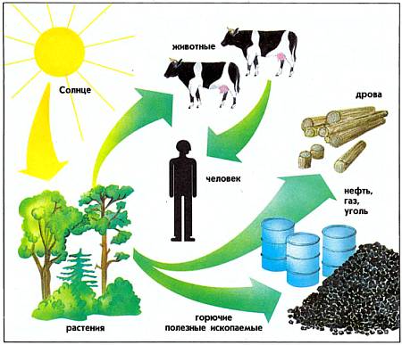 Солнечная энергия помогает росту растений. А человек и животные существуют благодаря растениям, выращенным Солнцем. Его энергия идет также на преобразование растений в горючие полезные ископаемые: нефть и уголь.