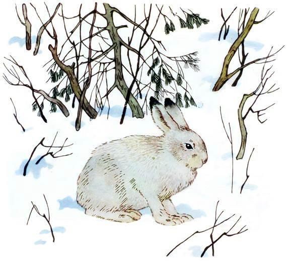Зимой заяц